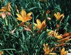 yellow and pink flowers are growing in the grass