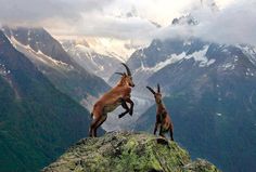 two goats standing on top of a rock in the mountains