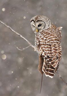 an owl is perched on a tree branch in the snow with drops of water around it