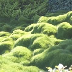 green moss growing on the side of a hill