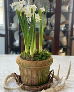 some white flowers are in a pot on a table