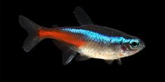 a blue and red fish on a black background