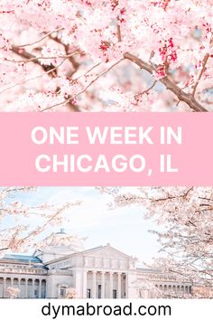 the words one week in chicago, illinois on top of a photo of cherry blossoms