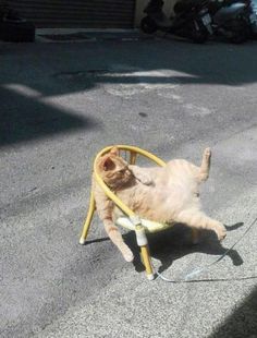 a cat laying on its back in a chair with the caption saying,'i don't know what this is