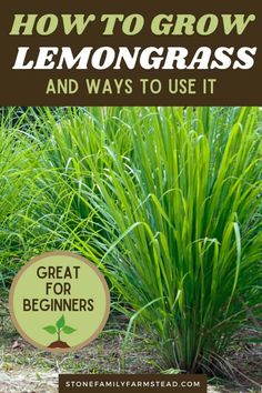 how to grow lemongrass and ways to use it