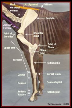 the horse's bones are labeled in this diagram