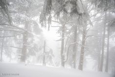 the trees are covered in snow and fog