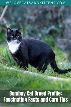 Discover the sleek and striking Bombay cat! Known for their jet-black coats and golden eyes, these affectionate felines are like mini panthers with playful personalities. Learn about their traits, care tips, and what makes them perfect companions. 🐈‍⬛✨ #BombayCat #CatBreedProfile #MiniPanther #BlackCats #FelineCompanions #CatLovers #PetCareTips #ElegantCats #CatsOfPinterest #CatPersonality