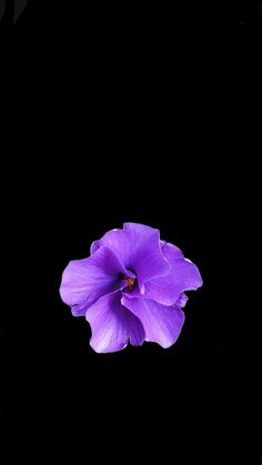 Purple Flower Lockscreen, Wallpaper For Samsung Tablet, Purple Hibiscus Flower, Poppy Deyes, Aesthetic Tech, Summer Tips