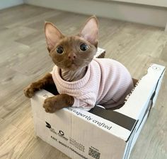 Brown Devon Rex Cats, Cats In Clothes, Cat In Sweater, Curly Cat, Fancy Cat, Devon Rex Cats