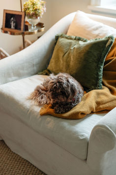 a small dog laying on top of a white couch