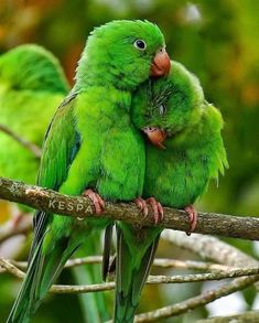 two green parrots sitting on top of a tree branch with their heads touching each other