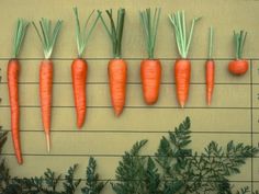 several carrots are arranged on a wall in the shape of a line with leaves