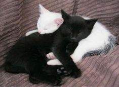 two black and white kittens cuddle together on a bed