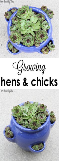 there are two blue bowls with plants in them and the words growing hens & chicks above it