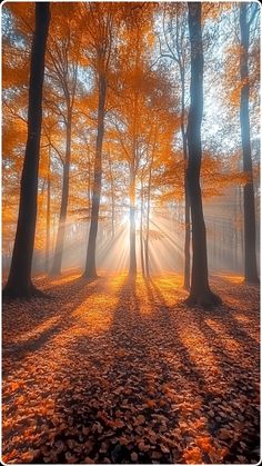 the sun is shining through the trees in the forest with leaves on the ground and fallen leaves on the ground