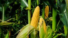 corn on the cob is still growing and ready to be picked