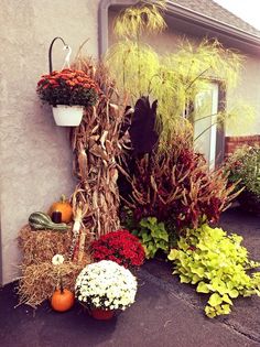 an assortment of flowers and plants on the side of a house with a potted plant next to it