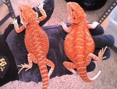 two orange lizards are sitting on someone's arm and one is holding the other