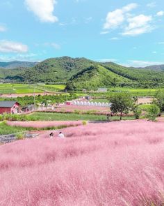 pink flowers are in the foreground and green hills in the background