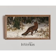 a painting of a red fox in the snow with trees behind it and text that reads, couvertry prints vintage art collection