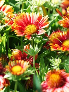 many red and yellow flowers with green leaves