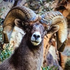 a ram with large horns standing in front of rocks