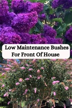 purple lilacs in pots with the words low maintenance bushes for front of house