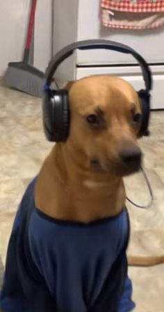 a brown dog wearing headphones sitting on the floor