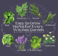 herbs for every witch in the garden