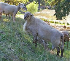 two sheep standing next to each other on a lush green hillside near a river and trees