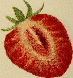 a drawing of a red strawberry with green leaves on it's tip and bottom