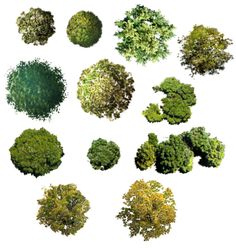 an aerial view of trees and bushes in various stages of being photographed on a white background