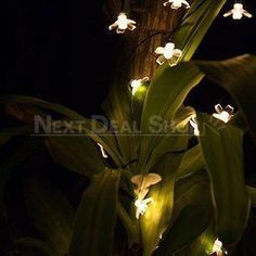 some white flowers are lit up in the dark