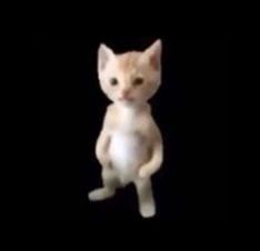 a small white kitten sitting on its hind legs