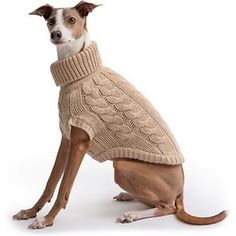 a dog wearing a sweater sitting on the ground