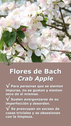 a tree with white flowers and green leaves in the foreground is an information card that reads flores de bach crab apple