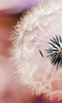 a dandelion with lots of seeds blowing in the wind