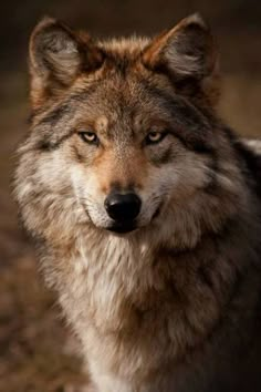 a wolf staring at the camera with an intense look on it's face and chest