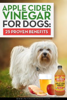 an advertisement for apple cider vinegar for dogs with a dog standing next to it