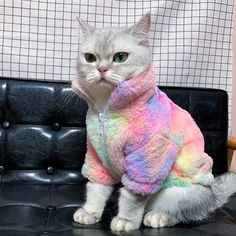 a cat wearing a rainbow colored coat sitting on a couch