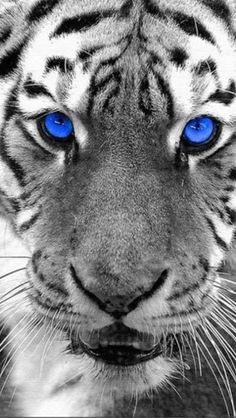 a white tiger with blue eyes looking at the camera