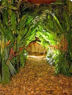 the inside of a tropical garden with lots of leaves