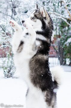 a husky dog standing on its hind legs in the snow with it's front paws up