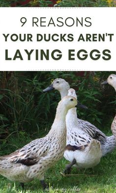 three ducks standing in the grass with text overlay reading 9 reasons your ducks aren't laying eggs