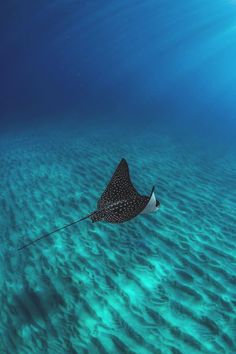 a manta ray swims through the ocean water with its long tail sticking out