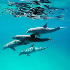 four dolphins swimming in the ocean together