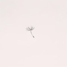 a single dandelion in the middle of a white sky