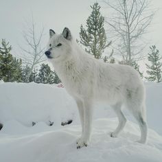 a white wolf standing on top of snow covered ground