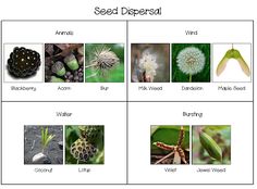 seed dispensing worksheet with pictures of plants and seeds on it